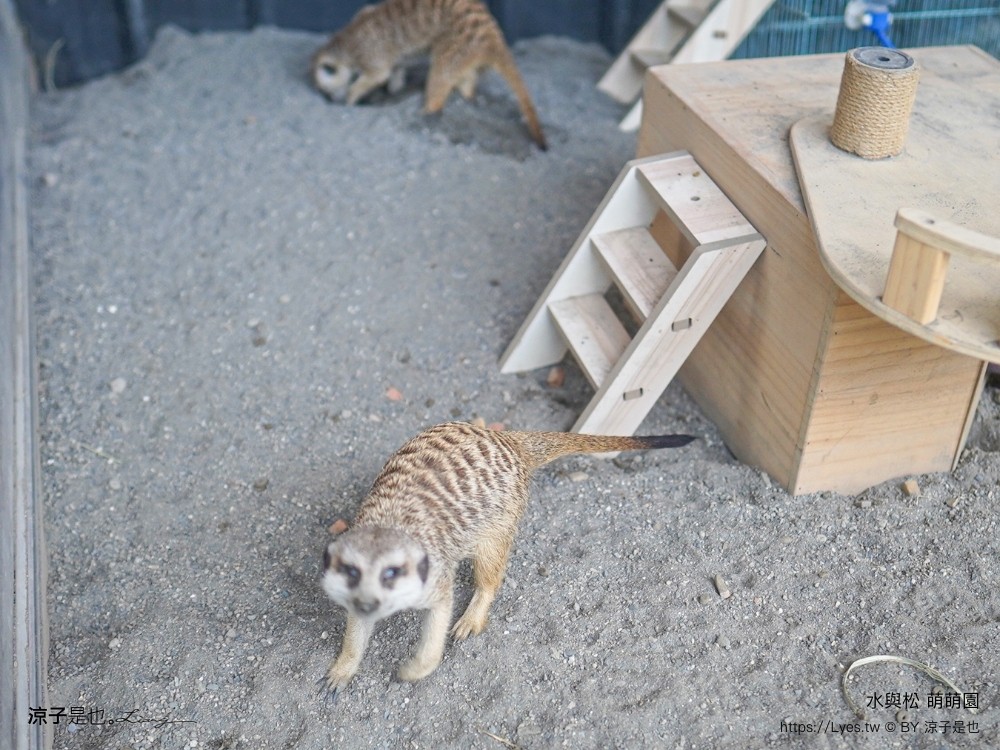 水與松萌萌園 門票 埔里 親子景點 動物園 埔里一日遊推薦 南投農場 羊駝 水豚君 南投景點