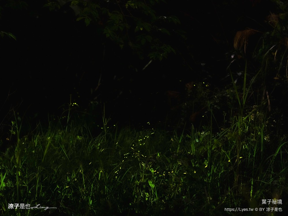 葉子祕境 南投埔里民宿 森林住宿 豪華懶人 netflix disney 日月潭 早餐 晚餐