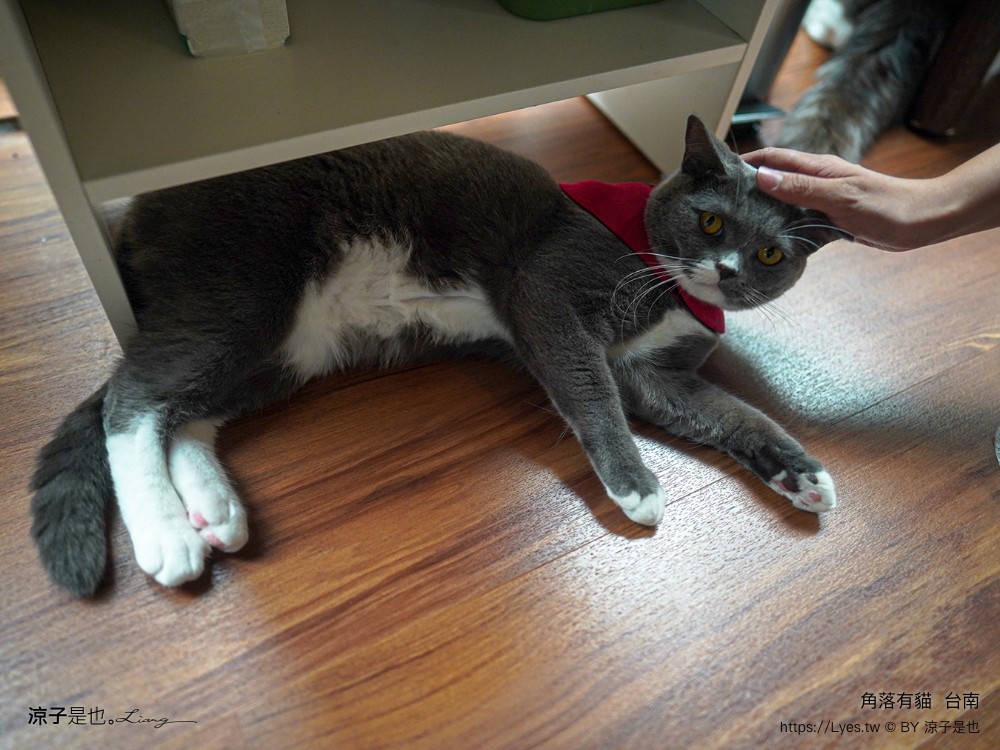 台南角落有貓 菜單 台南 貓咪咖啡廳 老宅餐廳 台南美食推薦 親子景點 日式老宅 貓奴 甜點