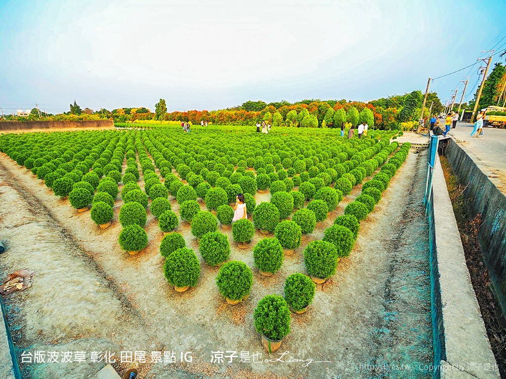 台版波波草 彰化 田尾 景點 ig