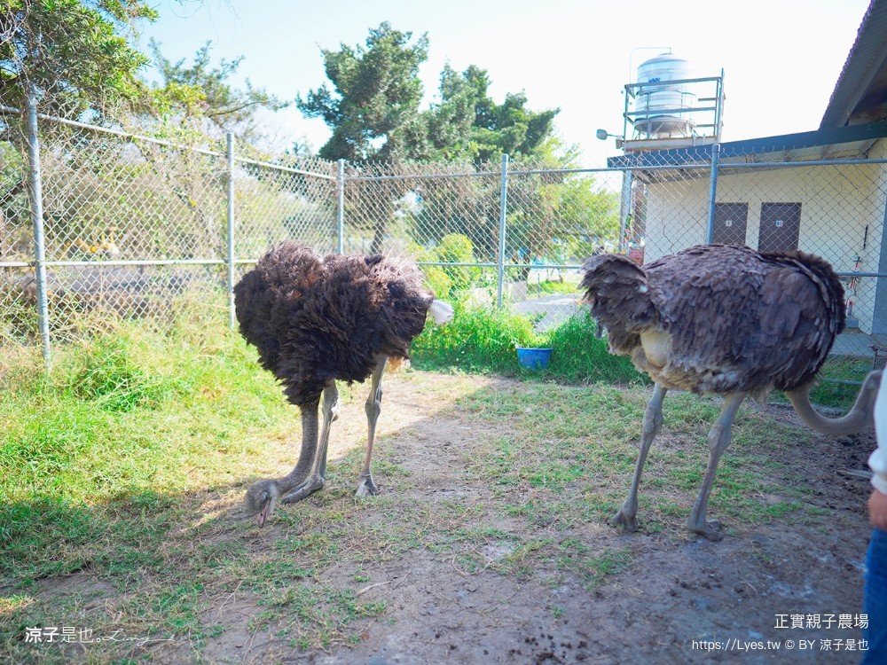 正實親子農場 門票 彰化 親子景點 撿雞蛋 氣墊樂園 溜滑梯 免費 餵小動物體驗 沙坑