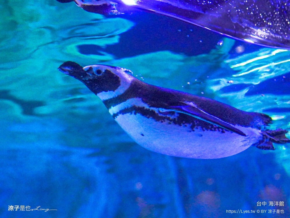 台中海洋館 門票優惠 交通 八大展區 免費票 台中親子景點 台中景點推薦 懶人包 攻略 必看特色