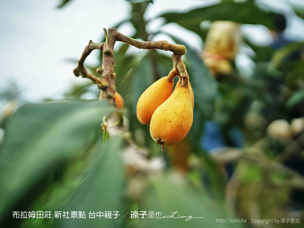 布拉姆田莊 新社景點 台中親子景點 新社美食 親子DIY 台中景點 台中親子景點 DIY活動