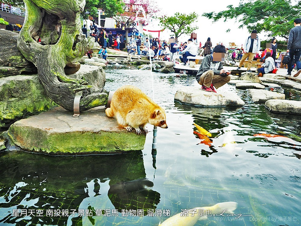 星月天空 南投親子景點 草泥馬 動物園 溜滑梯