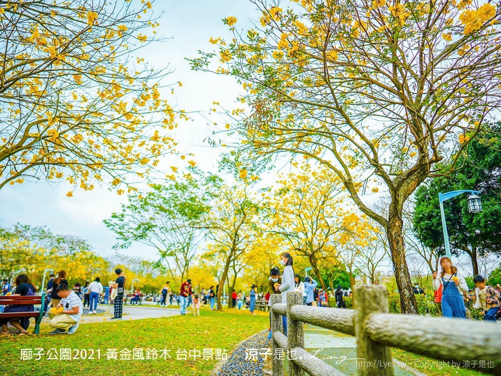 廍子公園2021 黃金風鈴木 台中景點
