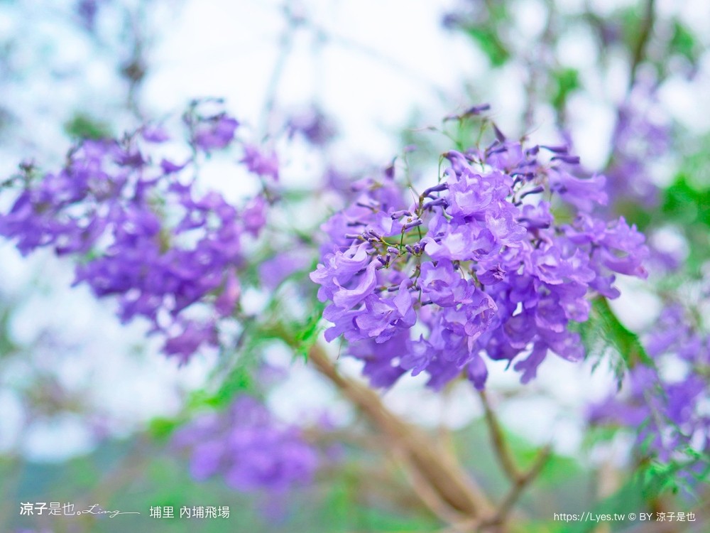 埔里景點 埔里內埔飛場 南投藍花楹花道 欒樹親子景點 賞花秘境 草地野餐 放風箏 玩球