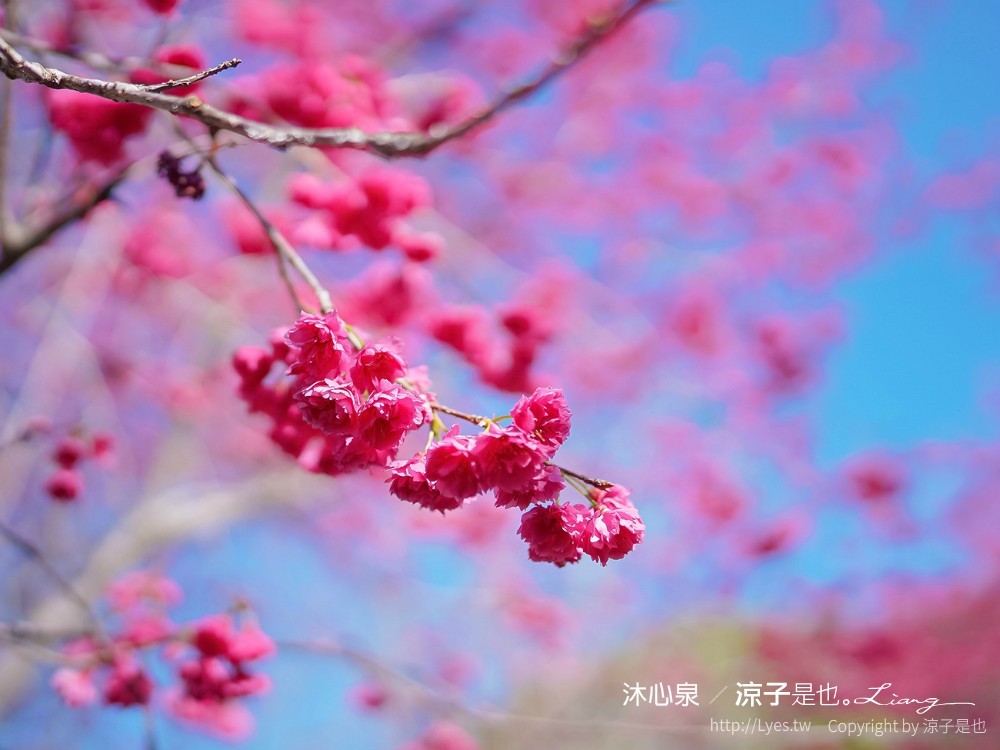 沐心泉休閒農場 2022 櫻花花況 票價 台中景點 預約 新社 親子景點 接泊車 白雪木 黃金楓