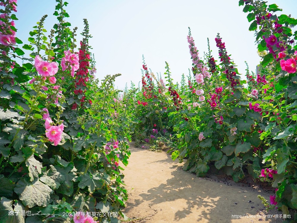 學甲蜀葵花文化節 2023 蜀葵花季 一丈紅迷宮 紫色鼠尾草 季節 花況 交通 學甲景點