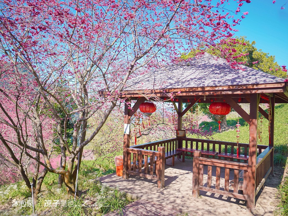 沐心泉休閒農場 2022 櫻花花況 票價 台中景點 預約 新社 親子景點 接泊車 白雪木 黃金楓