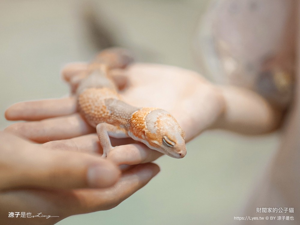 財閥家的公子貓 台南擼貓咖啡廳 台南景點推薦 狐獴 台南親子景點 室內景點 貓咪咖啡館 浣熊 狐獴 袋鼠 球蟒 雪貂 守宮