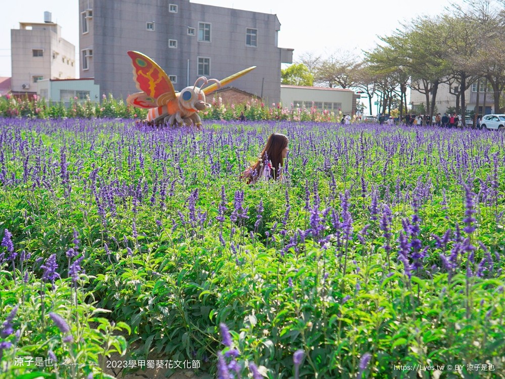 學甲蜀葵花文化節 2023 蜀葵花季 一丈紅迷宮 紫色鼠尾草 季節 花況 交通 學甲景點