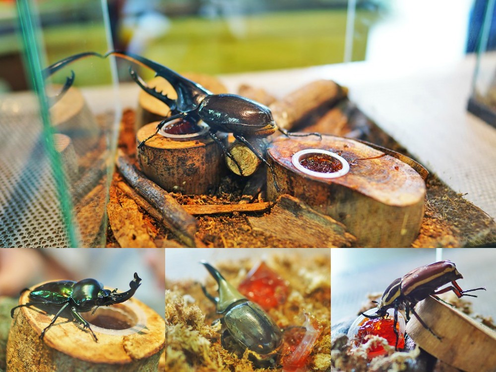 南投埔里-木生昆蟲博物館 蝴蝶小鎮生態休閒園區 專業導覽帶小孩親近蝴蝶昆蟲 埔里親子景點