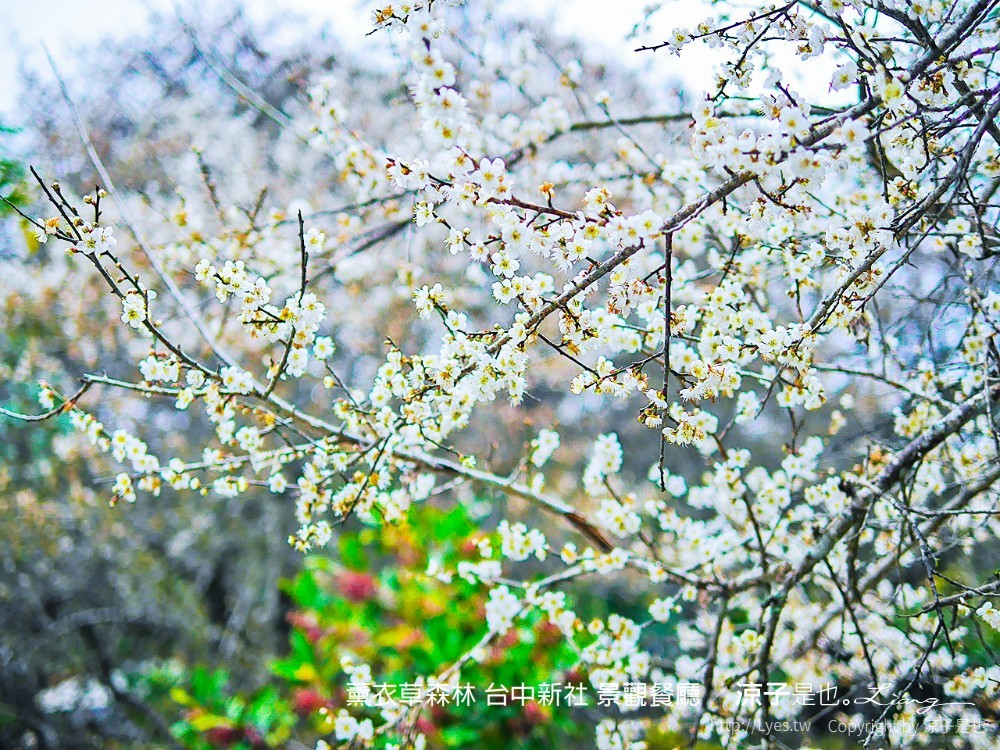 薰衣草森林 台中新社 景觀餐廳