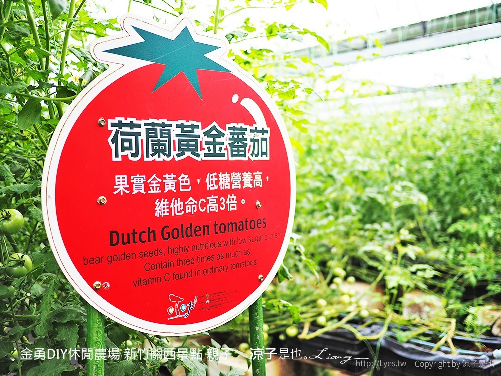 金勇DIY休閒農場 新竹關西景點 親子