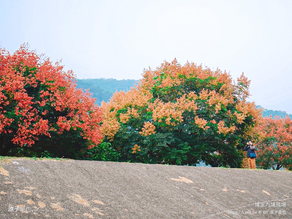 埔里景點 埔里內埔飛場 欒樹親子景點 南投藍花楹花道 賞花秘境 草地野餐 放風箏 玩球
