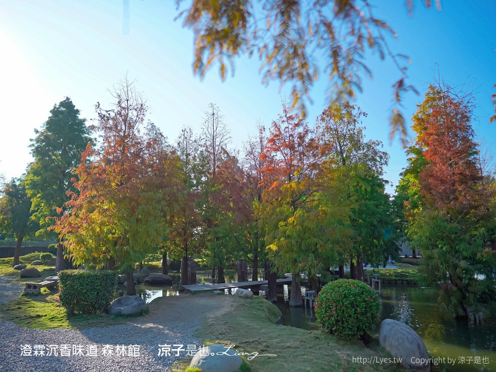 澄霖沉香味道森林館 雲林景點 愛心落羽松 湖畔步道 水之教堂 台版兼六園