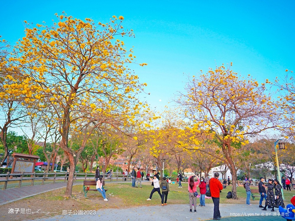廍子公園2023 黃金風鈴木 台中親子景點 野餐 賞花