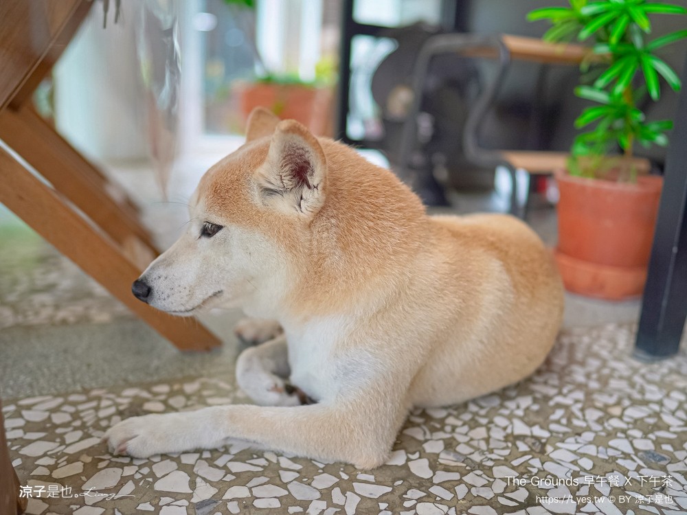 the grounds 菜單 屏東美食 早午餐 下午茶 玻璃屋 屏東景觀餐廳 老屋改建 庭園餐廳 ig打卡