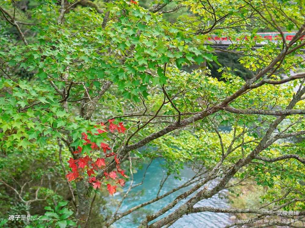 福壽山農場 民宿房型 住宿 露營 賞楓