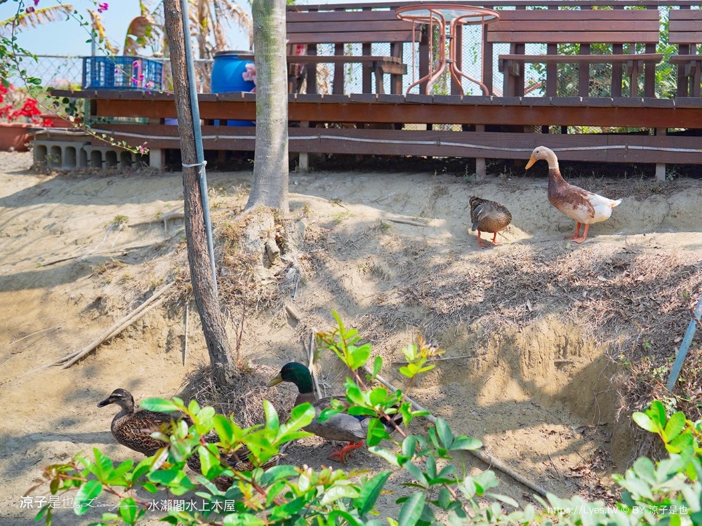 水瀨閣 菜單 台南景點 水上木屋景觀餐廳 峇里島風 海鮮餐廳 親子 沙坑 餵魚 下午茶