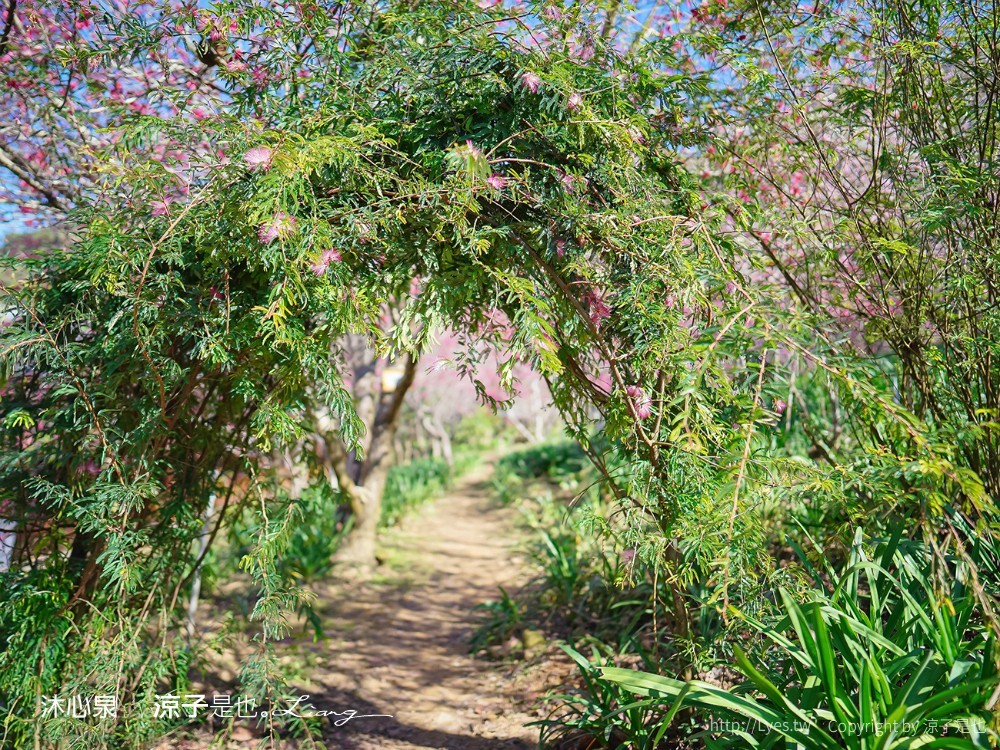 沐心泉休閒農場 2022 櫻花花況 票價 台中景點 預約 新社 親子景點 接泊車 白雪木 黃金楓
