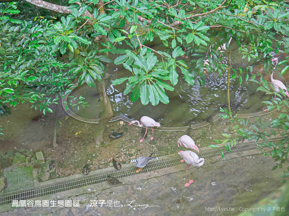 鳳凰谷鳥園生態園區 南投 親子景點 森林溜滑梯 賞鳥 DIY 鹿谷 步道 吊橋 瀑布
