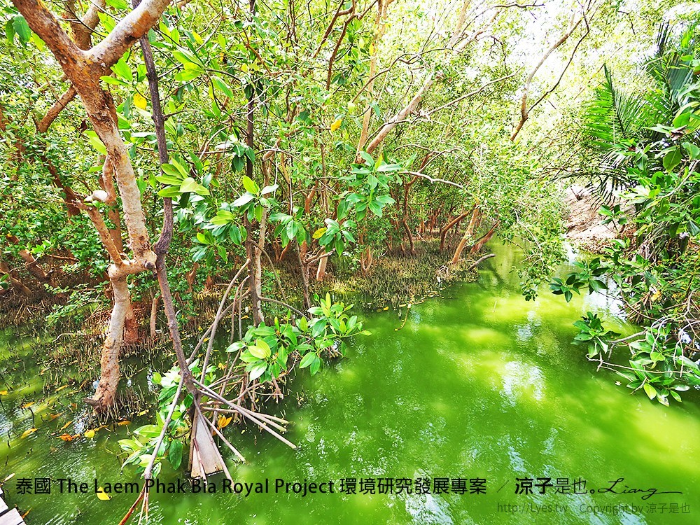 泰國 The Laem Phak Bia Royal Project 環境研究發展專案