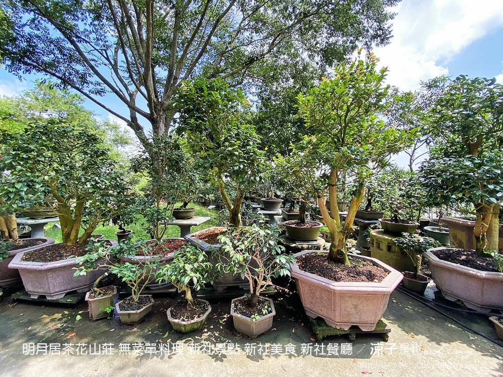 明月居茶花山莊 無菜單料理 新社景點 新社美食 新社餐廳