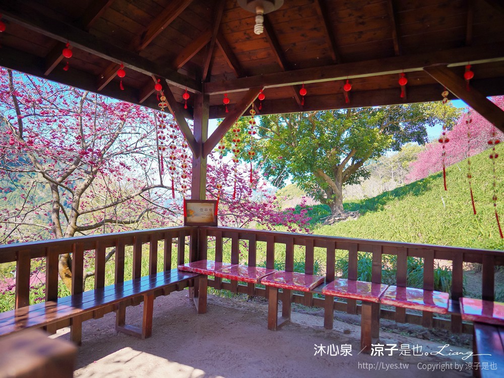 沐心泉休閒農場 2022 櫻花花況 票價 台中景點 預約 新社 親子景點 接泊車 白雪木 黃金楓