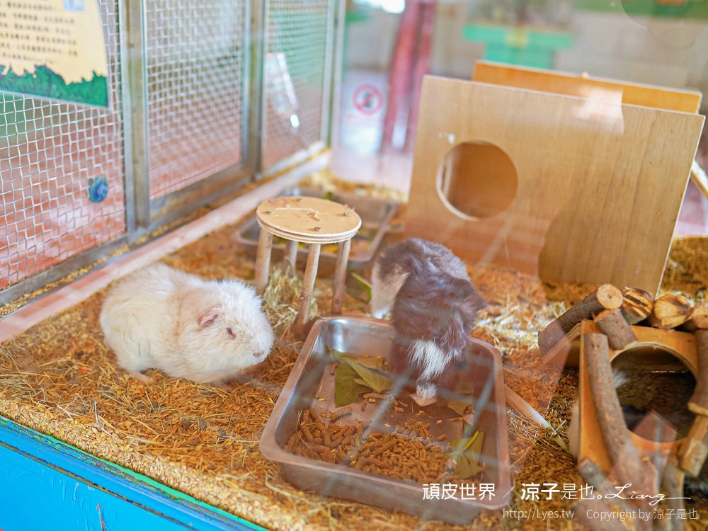 頑皮世界野生動物園攻略 門票優惠 台南親子景點 南台灣動物園 水豚君 長頸鹿 遊樂設施 戲水池