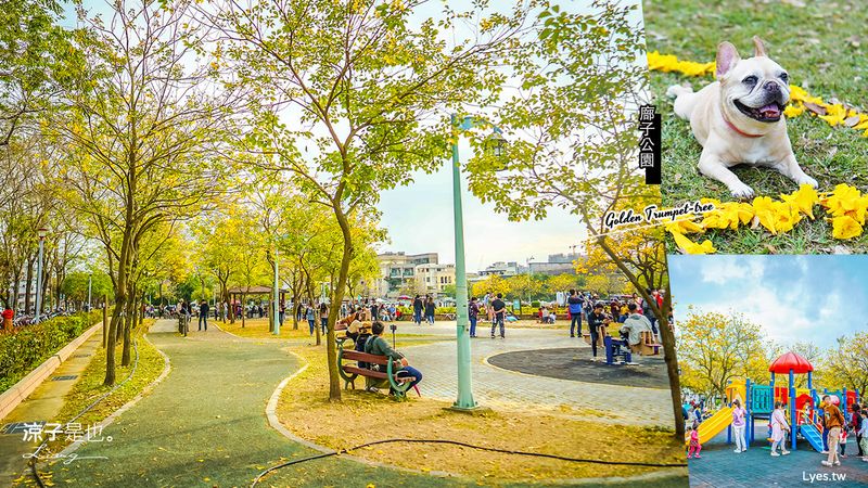 【台中景點】廍子公園 黃金風鈴木最新花況 北屯大坑親子野餐放電去 文末有2023最新花況