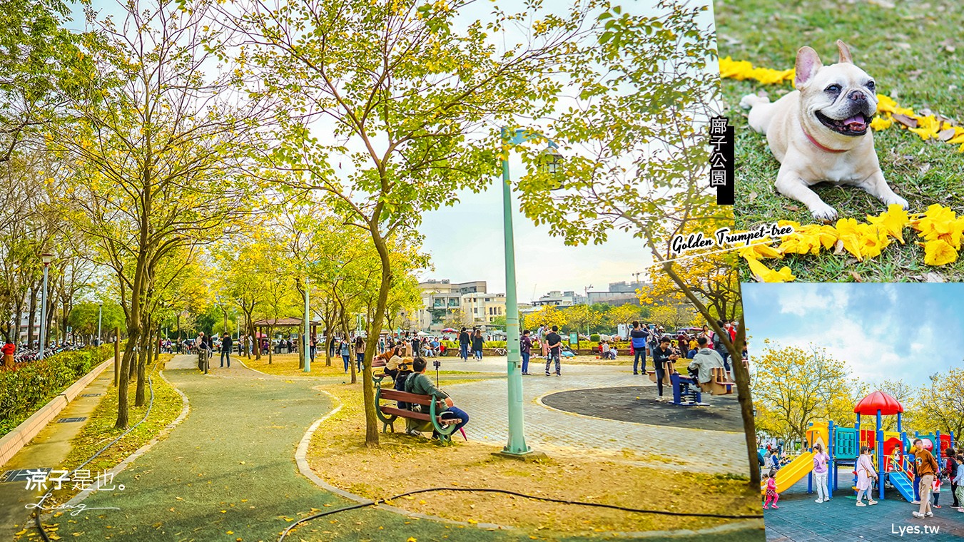 台中景點-廍子公園 黃金風鈴木最新花況 北屯大坑親子野餐放電去 文末有2023最新花況
