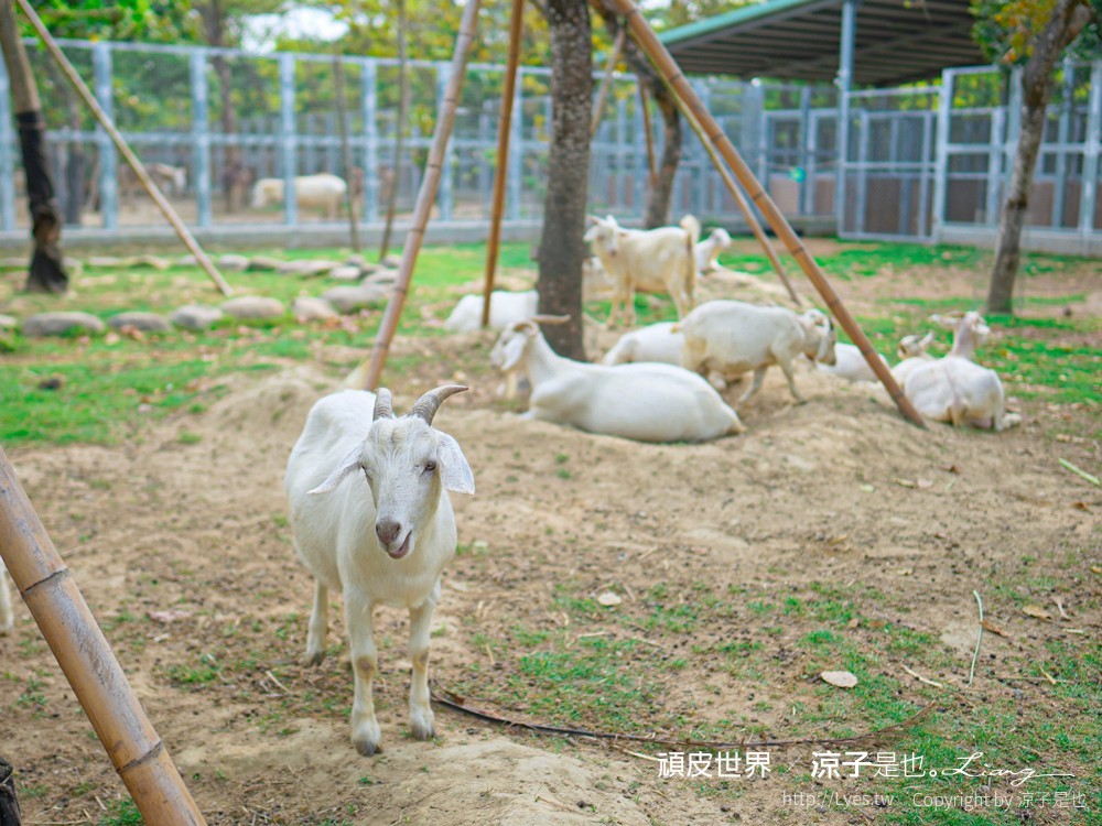 頑皮世界野生動物園攻略 門票優惠 台南親子景點 南台灣動物園 水豚君 長頸鹿 遊樂設施 戲水池
