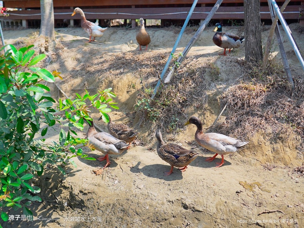 水瀨閣 菜單 台南景點 水上木屋景觀餐廳 峇里島風 海鮮餐廳 親子 沙坑 餵魚 下午茶