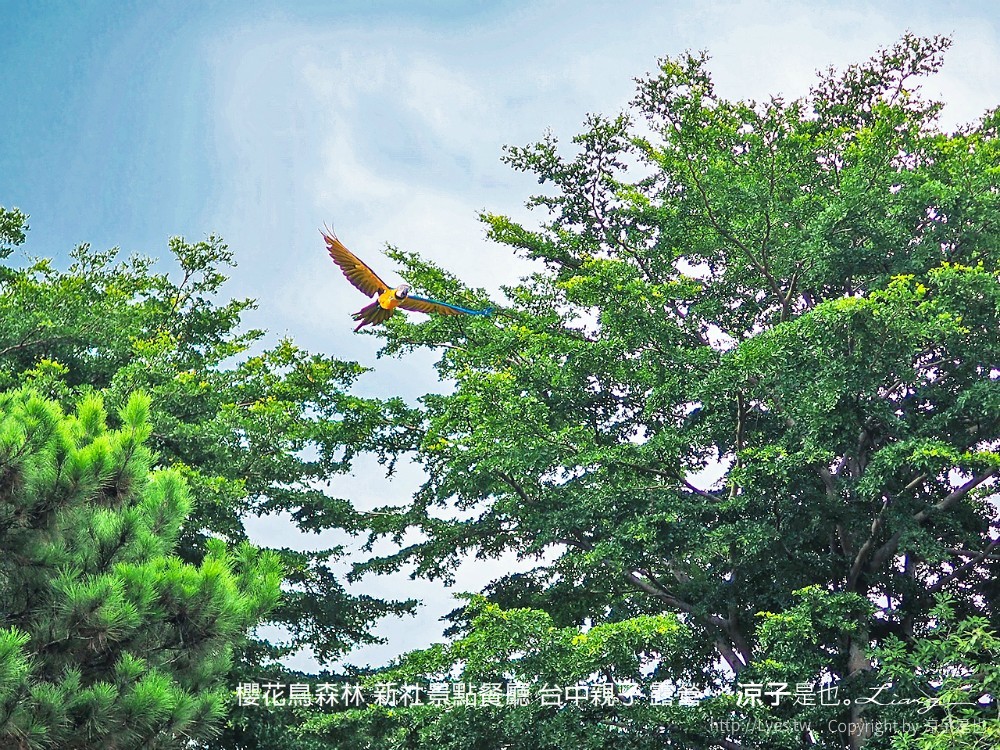 新社景點-櫻花鳥森林 迷你小火車x溜滑梯戲水區x鸚鵡放飛秀x露營 不止花好拍 親子旅遊也好玩！