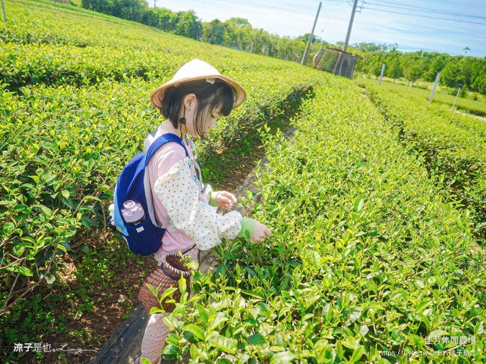 佳芳休閒茶園 台東景點 親子景點 初鹿景點 有機茶園 台東採茶 台東茶園 蛋捲diy體驗 台東一日遊