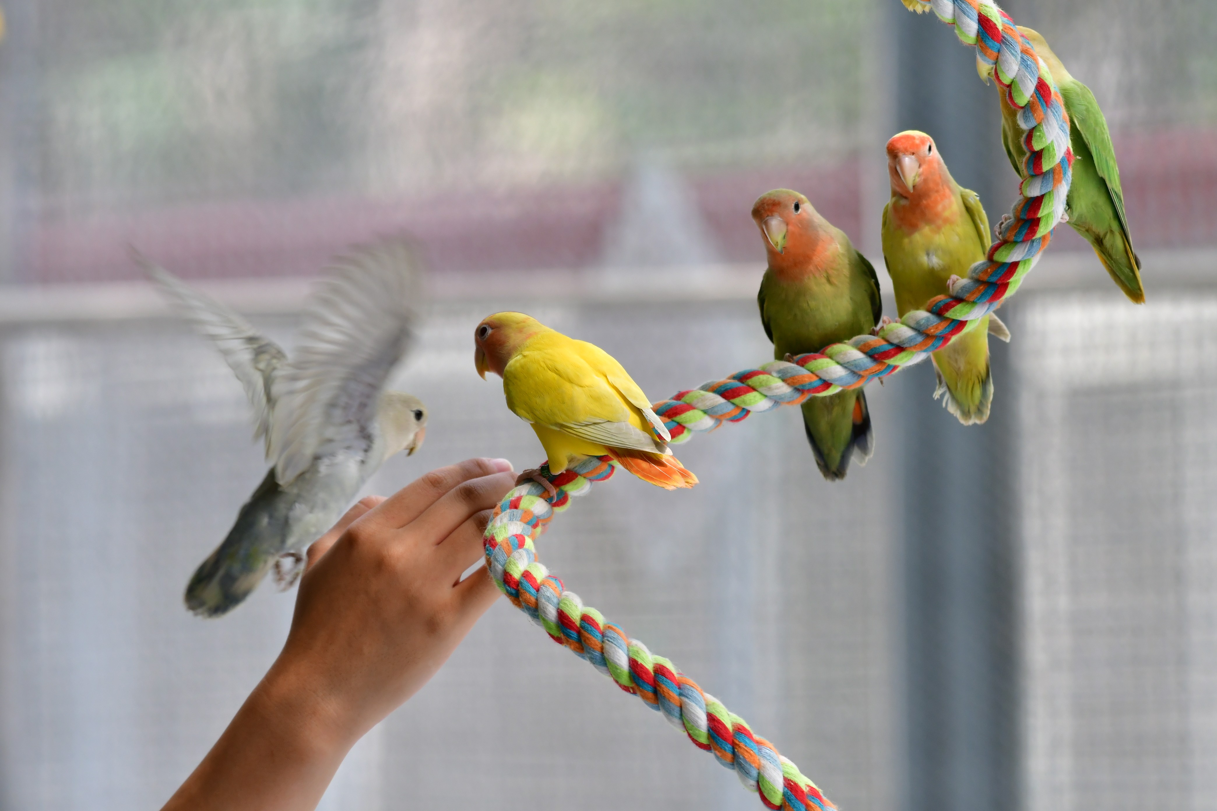 親禽園2鳳凰谷鳥園生態園區 南投 親子景點 森林溜滑梯 賞鳥 鹿谷 步道 吊橋 瀑布