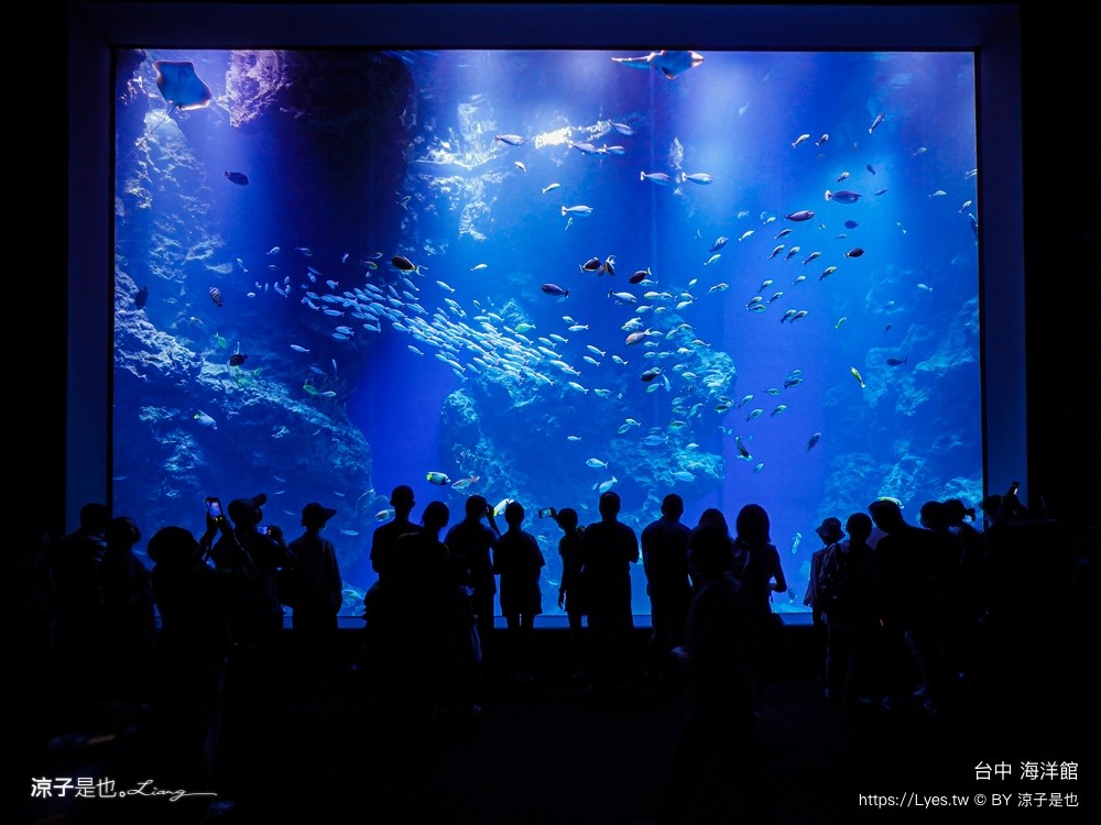 台中海洋館 門票優惠 交通 八大展區 免費票 台中親子景點 台中景點推薦 懶人包 攻略 必看特色