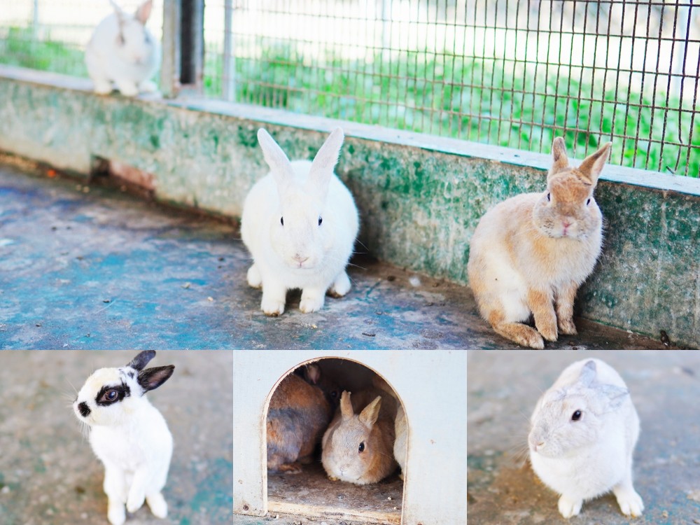 正實親子農場 門票 彰化 親子景點 撿雞蛋 氣墊樂園 溜滑梯 免費 餵小動物體驗 沙坑