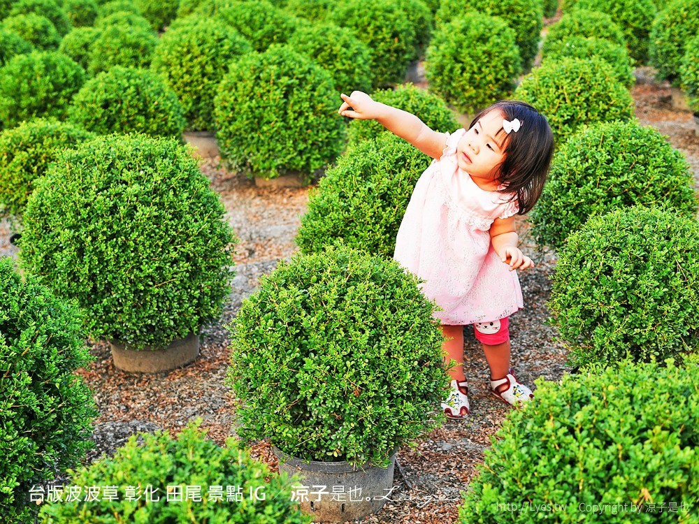 台版波波草 彰化 田尾 景點 ig