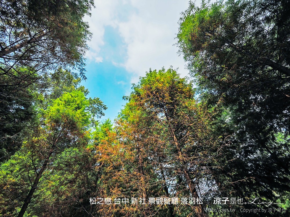 松之戀 台中 新社 景觀餐廳 落羽松