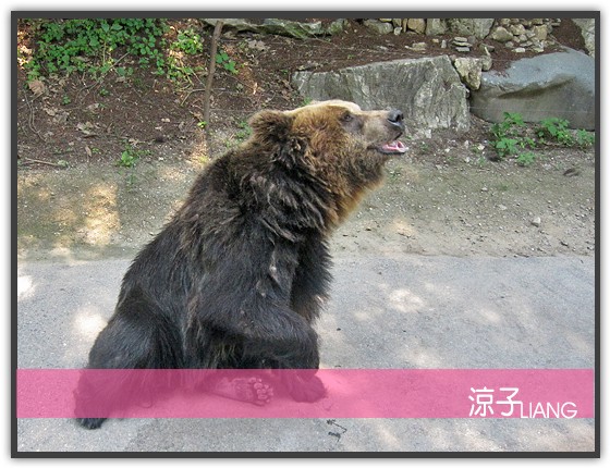 愛寶樂園(動物篇)11