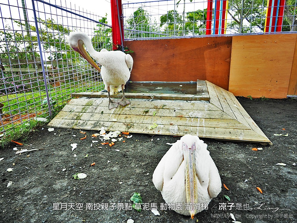 星月天空 南投親子景點 草泥馬 動物園 溜滑梯