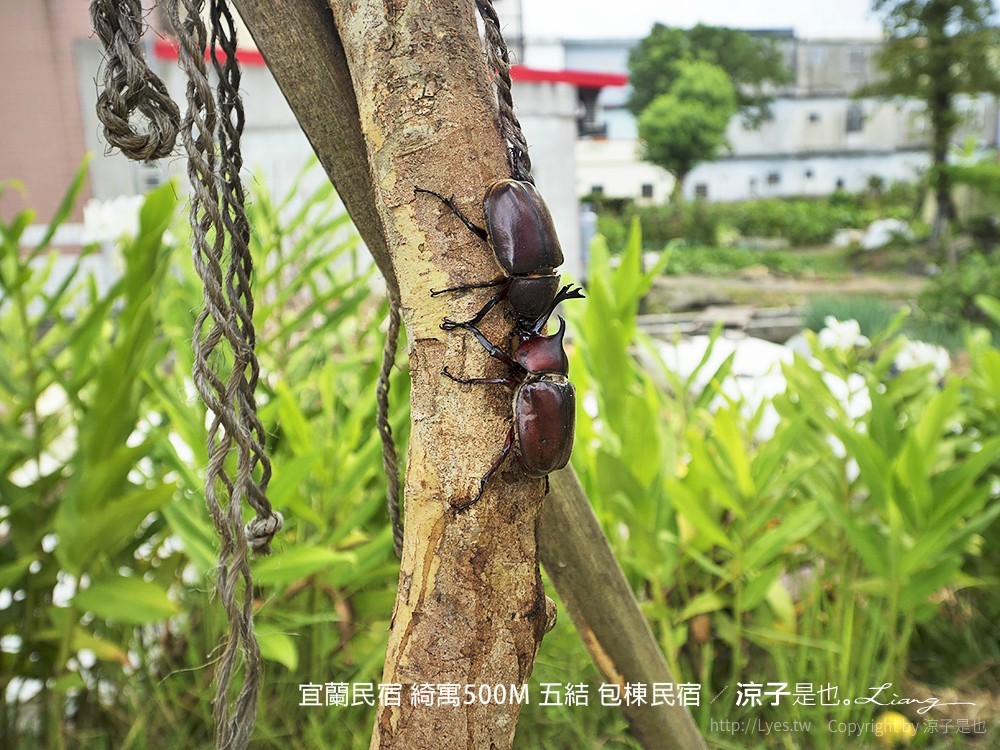 宜蘭民宿 綺寓500M 五結 包棟民宿