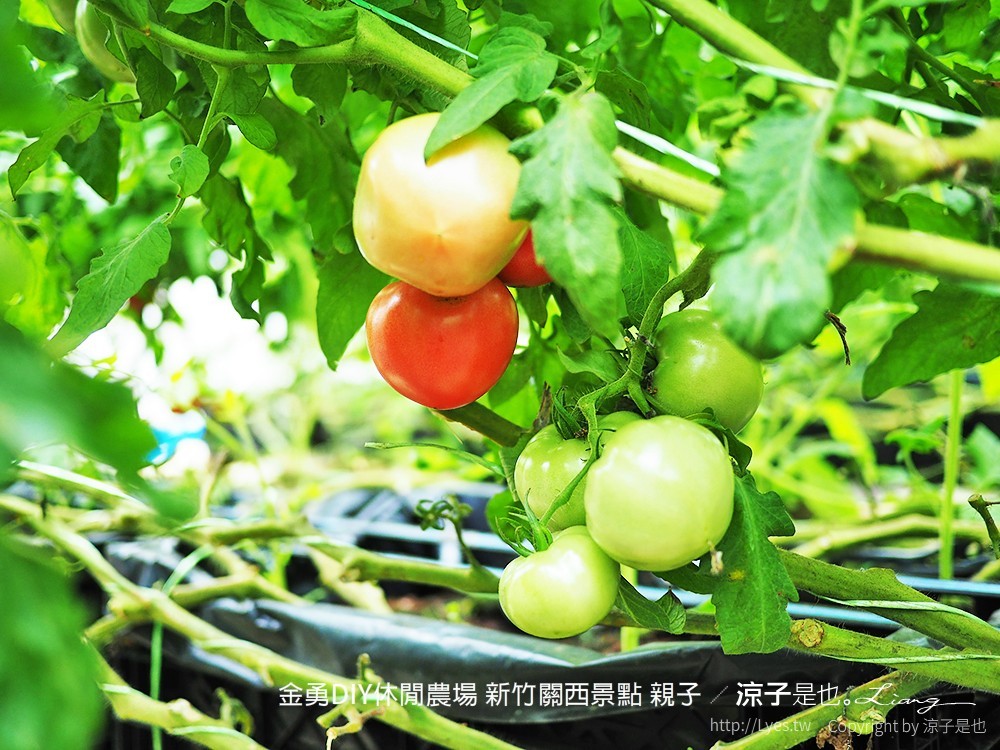 金勇DIY休閒農場 新竹關西景點 親子