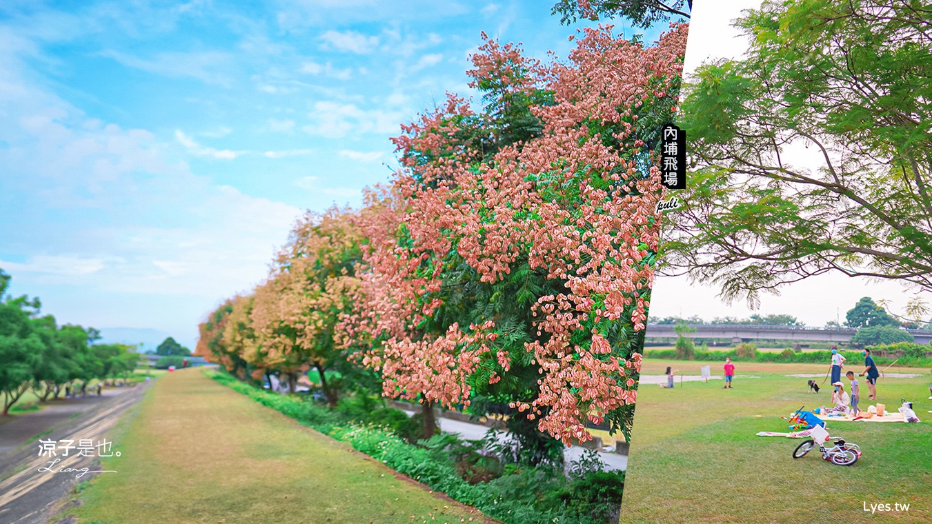 埔里景點 埔里內埔飛場 欒樹親子景點 南投藍花楹花道 賞花秘境 草地野餐 放風箏 玩球