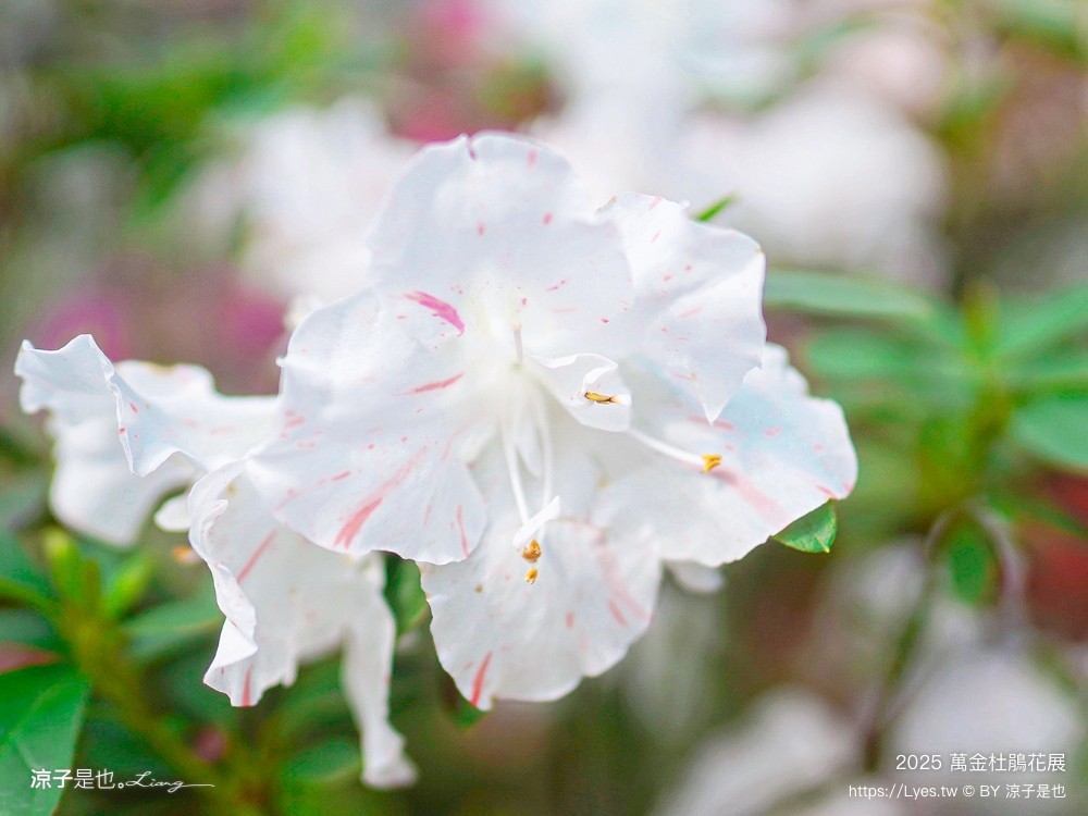 萬金杜鵑花展2025 金山中山溫泉公園 新北景點 北海岸活動 交通 展期 花藝造景 打卡必拍 懶人包