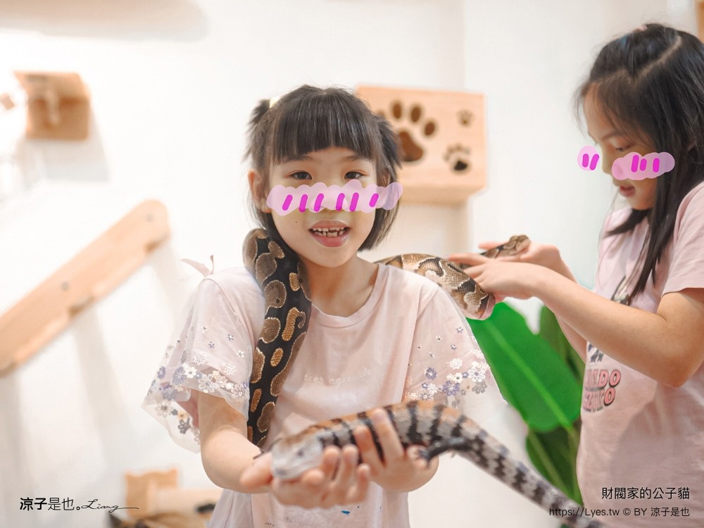 財閥家的公子貓 台南擼貓咖啡廳 台南景點推薦 狐獴 台南親子景點 室內景點 貓咪咖啡館 浣熊 狐獴 袋鼠 球蟒 雪貂 守宮