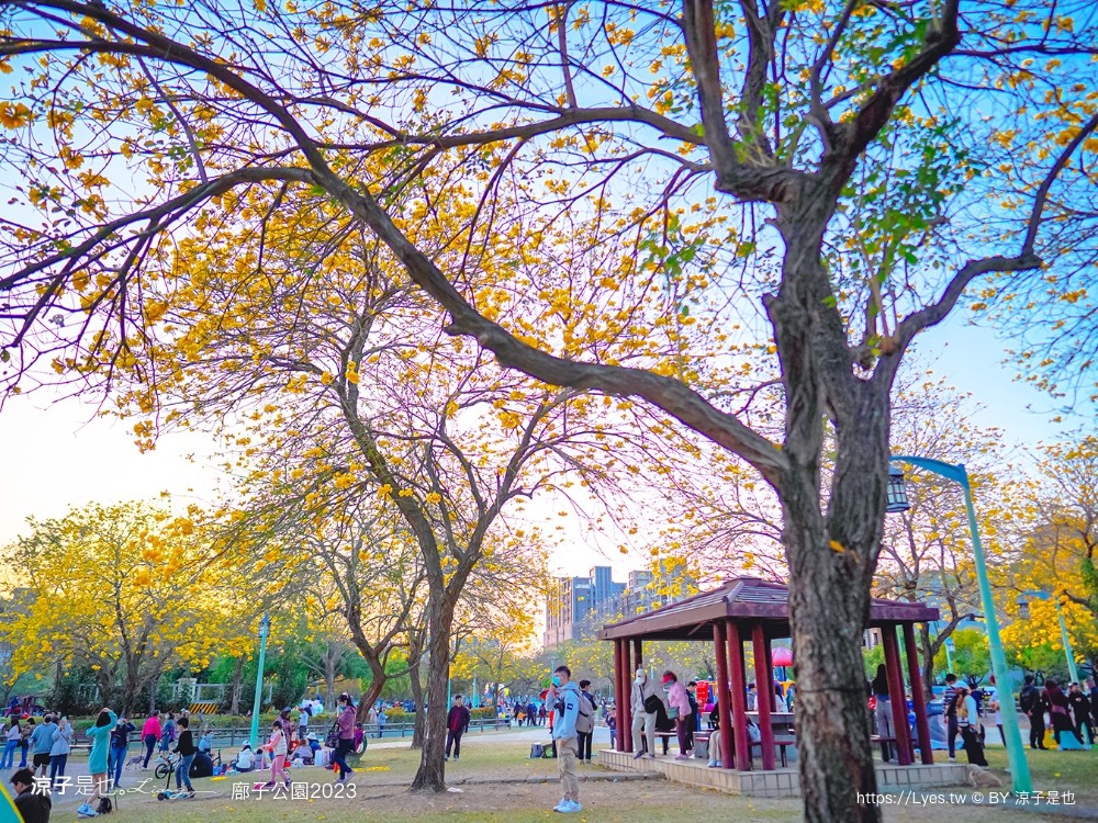 廍子公園2023 黃金風鈴木 台中親子景點 野餐 賞花