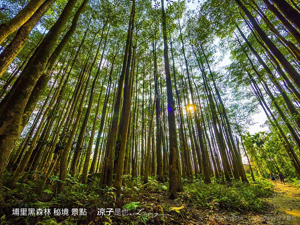 埔里黑森林 秘境 景點